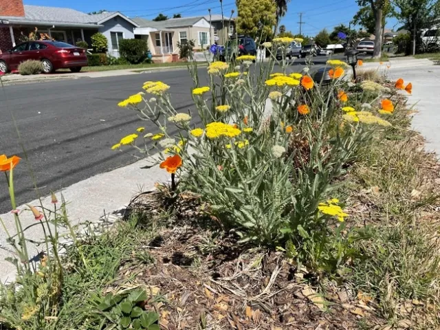 Golden poppies with yellow Yarrow in a sidewalk strip. photos by Brenda Altman