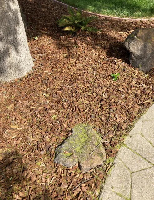 Yellow pollen on the ground and rock.