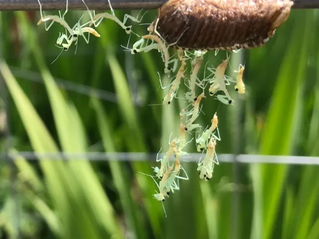 Praying Mantis nymph closeup.