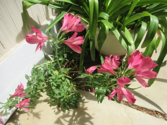 pink lilies growing in a flower bed