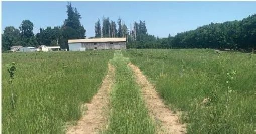 ELECTRIC SOLUTION: Thermal weed control via a tractor equipped with a generator, a transformer and an operator could be a solution to herbicide resistance. (Photo credit: M. Moretti)