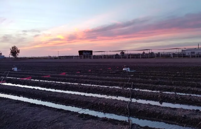 Con más de 100 años de historia como centro de estudios en un ambiente a alta temperatura, Desert REC es fundamental en la investigación del riego. Fotografía de Pete Homyak.