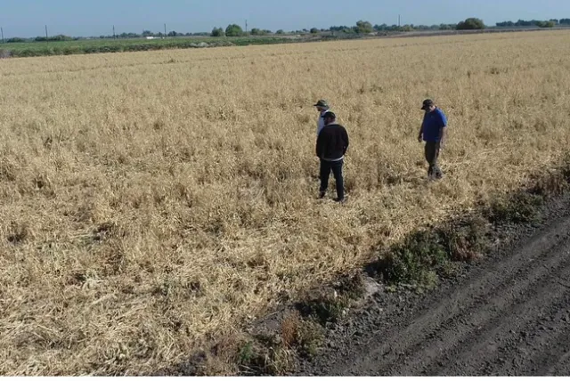 El consultor de producción, Cary Crum, a la derecha, aconseja a agrónomos de Bowles Farming en Los Banos, sobre prácticas de gestión de salud de suelos, incluyendo el uso de cultivos de cubierta y la reducción en las alteraciones por la labranza en el algodón