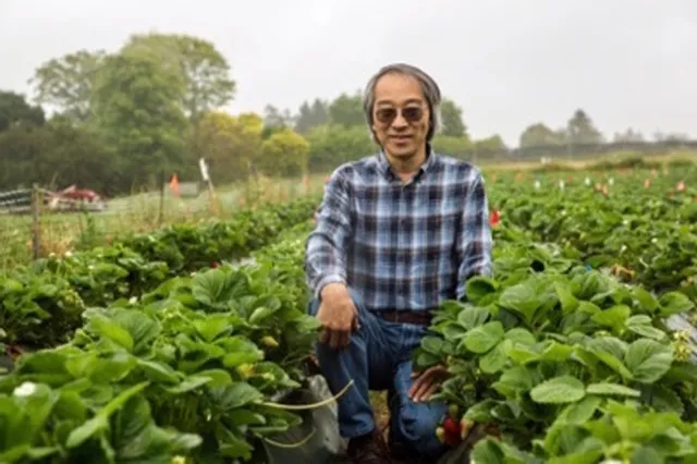 Joji Muramoto kneels between rows in strawberry field.