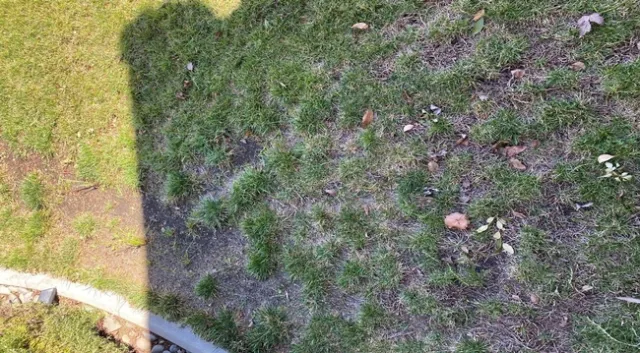 Lawn Dieback = Too Much Water