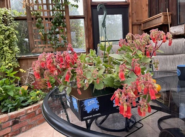 succulent plant with dangling reddish bell shaped flowers