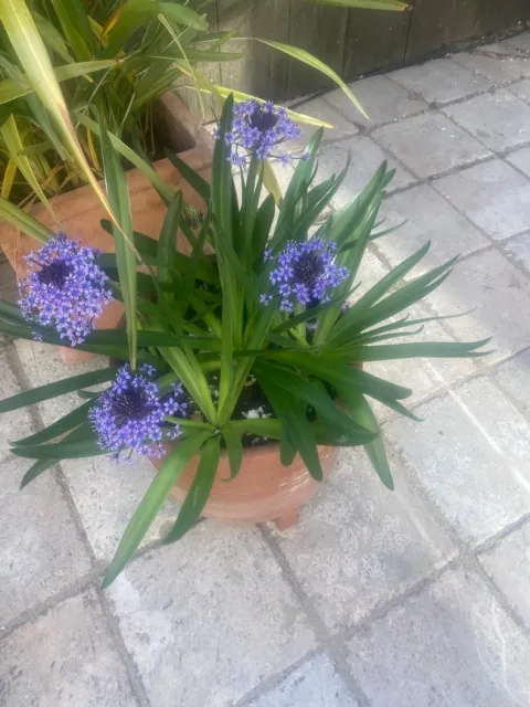 photos by Melissa Sandoval