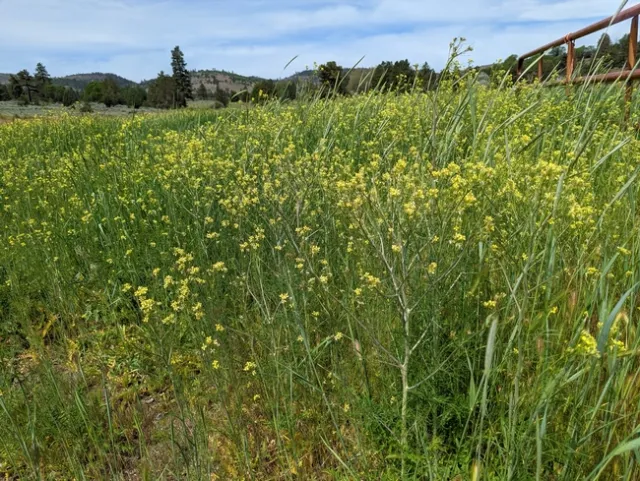 Tumbel mustard and rye