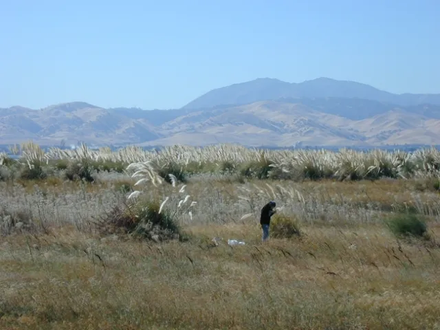 Invasive pampas grass