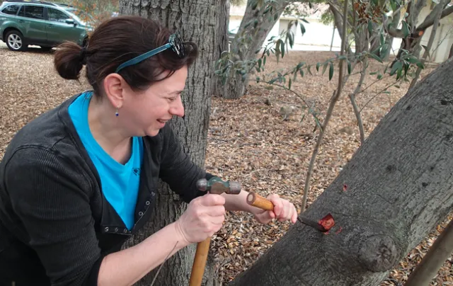 Sabrina Drill samples a tree to test for pathogens. Photo by Jim Downer