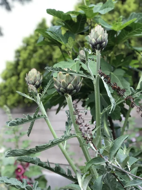 Artichokes in UC Master Gardener Donna Palmer's home vegetable garden located in San Bernardino County. Photo credit: Donna Palmer