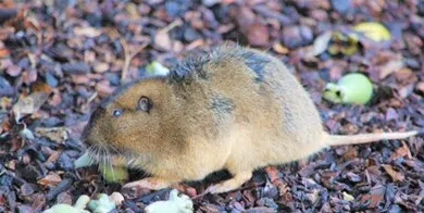 gopher-smaller