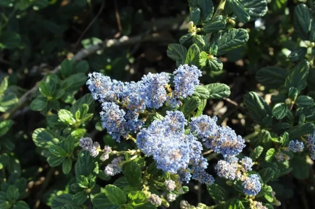 Ceanothus. Photos by Brenda Altman