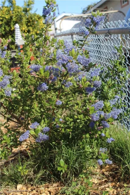 Ray Hartman Ceanothus.