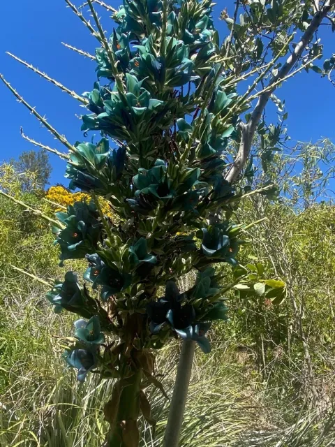 Puya. photos by Melissa Sandoval