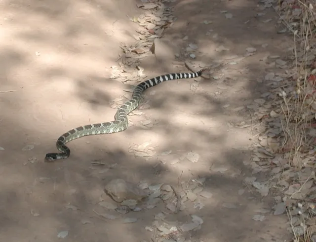 Northern Pacific rattlesnake, Mary Jane O'Neill, UC IPM Program