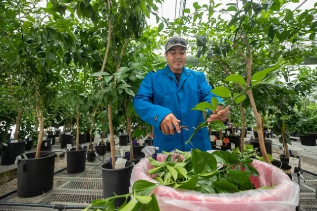 German Rafael Villalba-Salazar, técnico en viveros, cosecha injertos de árboles madre de cítricos en las instalaciones del Programa de Protección Clonal de Cítricos de UC. Fotografía por Stan Lim, UC Riverside