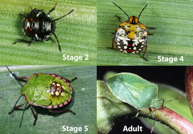 Images of the green stink bug at different nymph stages (Stage 2, Stage 4, Stage 5) and an adult, showing varying colors and shapes.