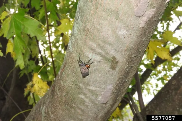 Different spotted lanternfly lifestages
