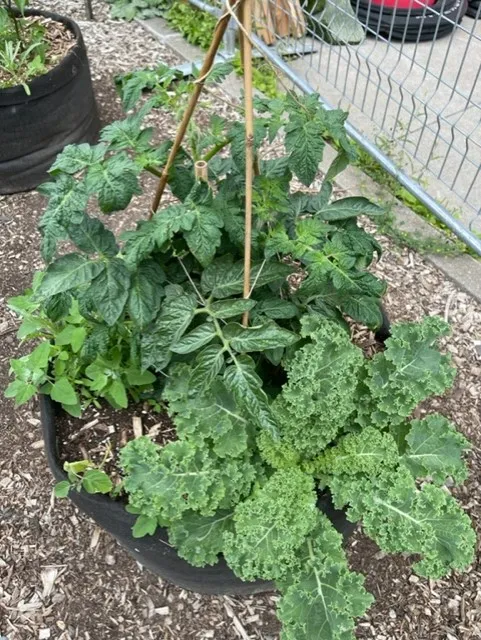 tomato and kale