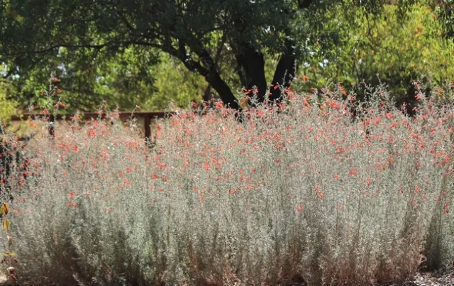 California fuchsia 'Catalina' full bloom