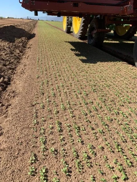Photo 1. High density planting of arugula with 30 seedlines on an 80-inch wide bed and planted with 4-5 million seed per acre creates the need for great precision to remove weeds while safeguarding the crop.