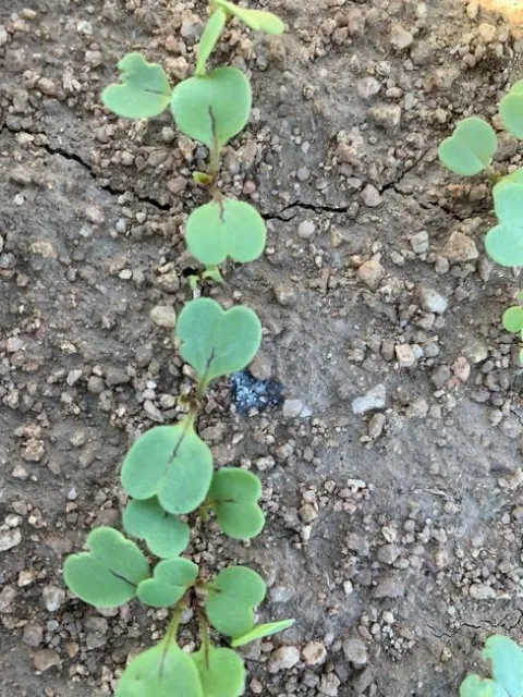 Photo 3. Weed plant killed by a laser millimeters from the arugula plant in the middle of the photo.