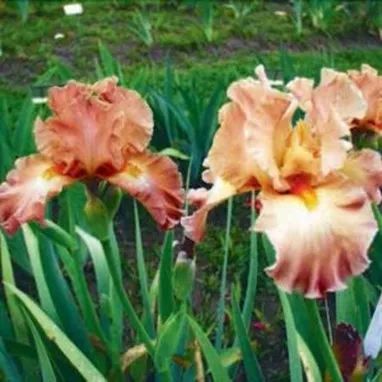 Iris at 3 Sister garden 2022