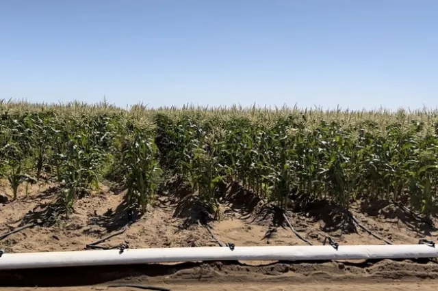 Un campo de pruebas sobre el maíz dulce con riego por goteo en Westmorland, condado Imperial. Fotografía por Ali Montazar.