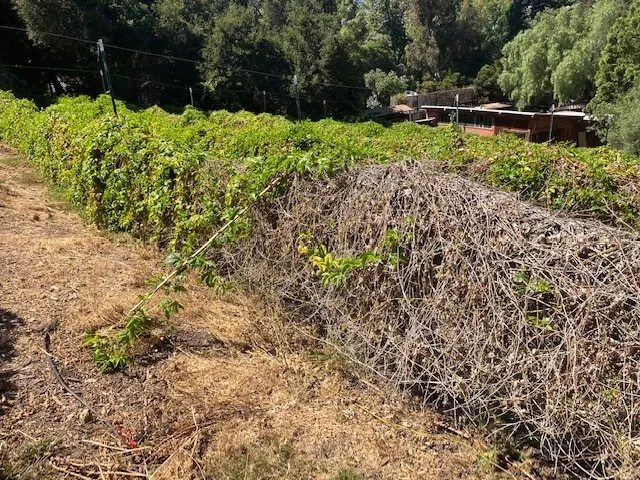 passionfruit dieback