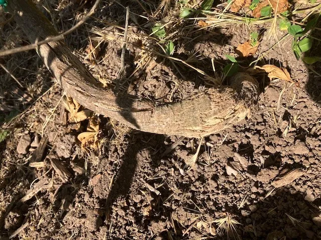 passionfruit trunk dired