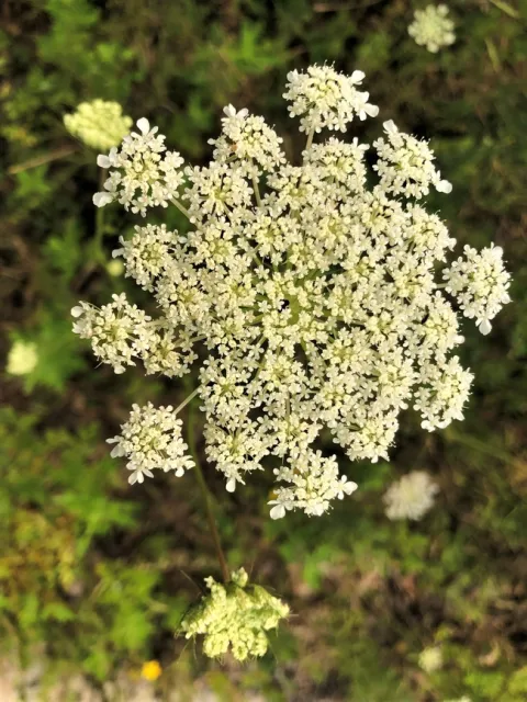 Queen Annes Lace. photos by Melinda Nestlerode