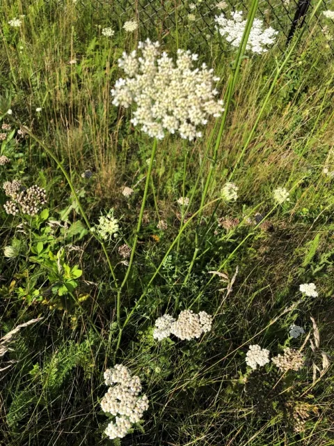 Queen Annes Lace and Yarrow