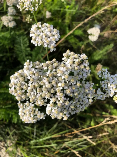 Yarrow with a bee visitor