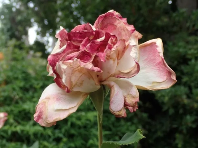 photo by Pat Matteson