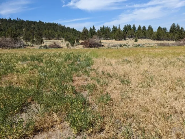 Treatment Left Untreated Right