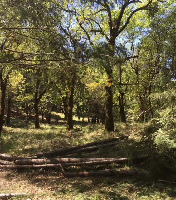Aquí se eliminaron las coníferas invasoras en un bosque de robles, como parte de las medidas de restauración, para reforzar la resistencia al fuego. Fotography de Jared Gerstein