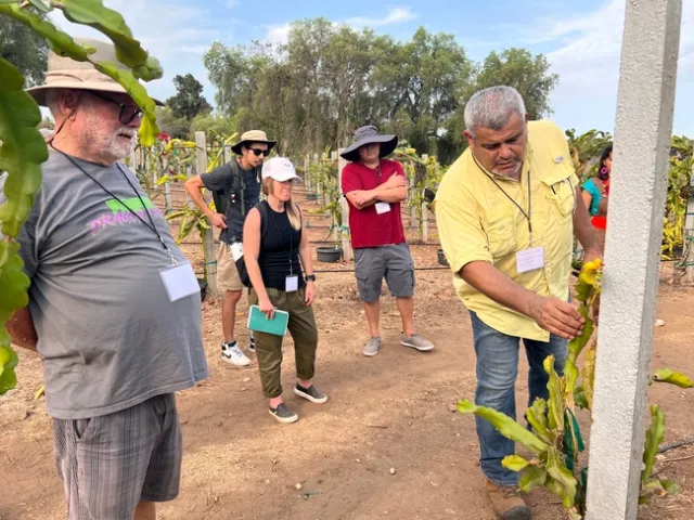 A group of people surrounding a pitahaya/dragon fruit plant.