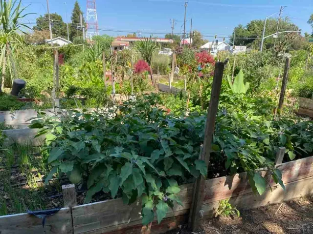 Oak Way Garden, G. Mahannah