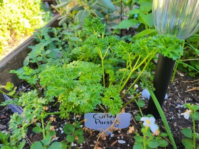 Curled Parsley