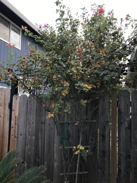 Climbing rose sun damage