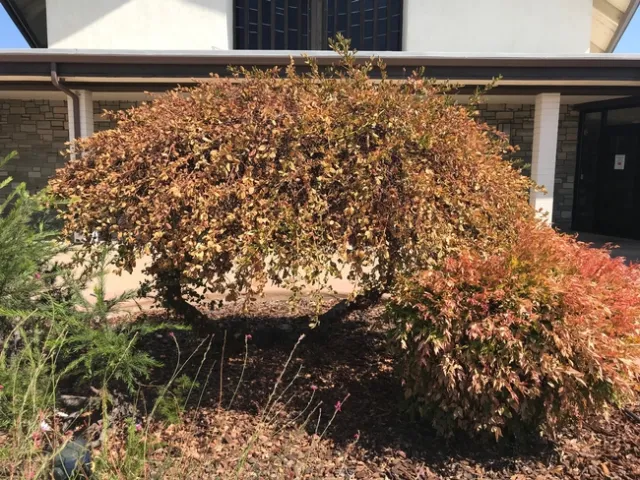Ceanothus sun damage