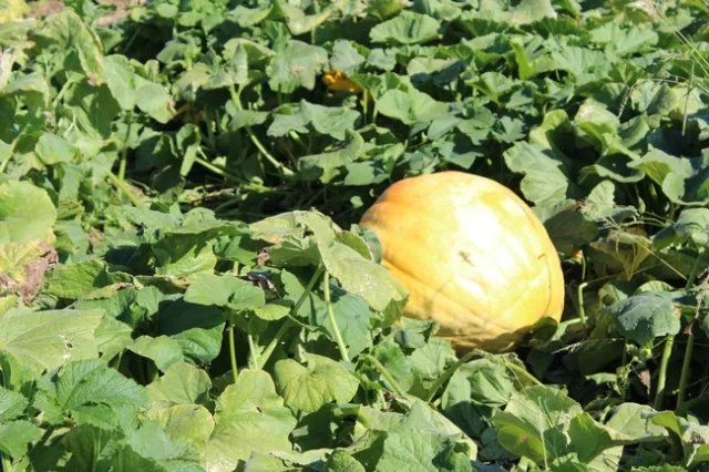 pumpkin harvest10922