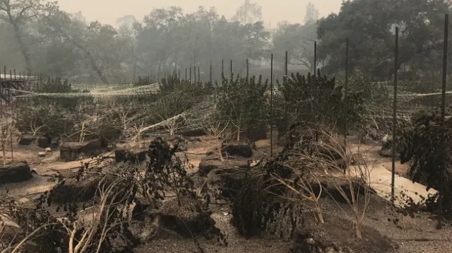 El incendio Nuns del 2017 destruyó millones de dólares en cannabis en esta granja de Glen Ellen. Fotografía por Erich Pearson