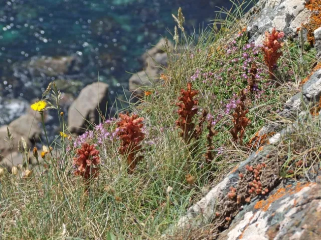 Thyme Broomrape aka hellroot on hillside with river in background.