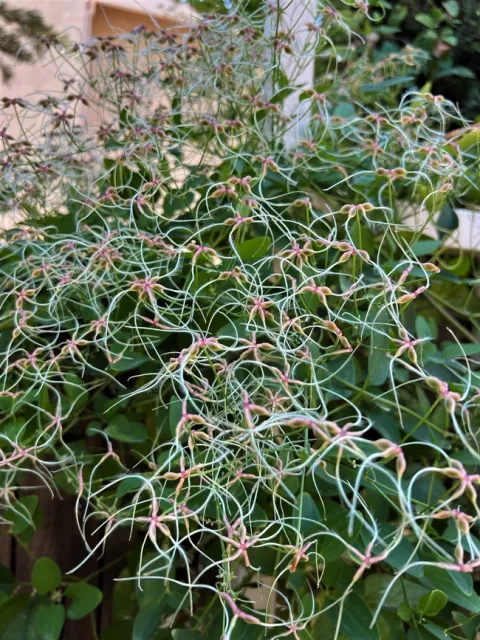 Clematis Seedheads. photo by Melinda Nestlerode