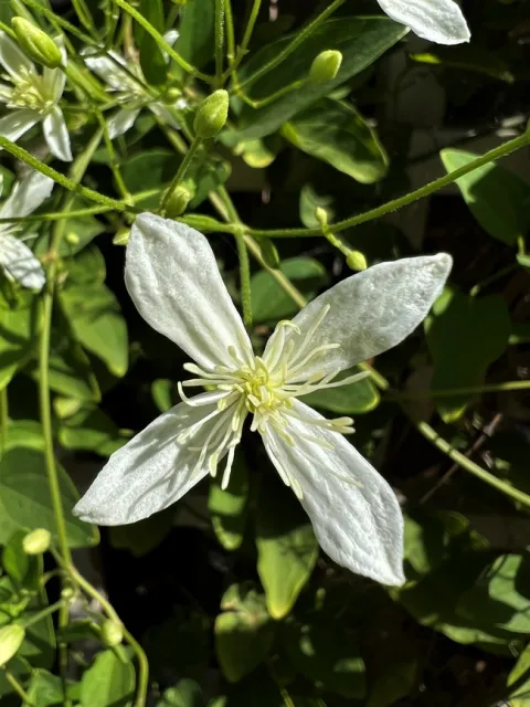 Clematis terniflora. photo by Melinda Nestlerode