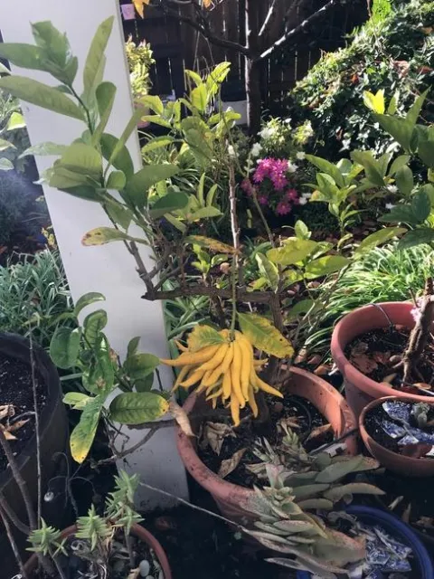 Buddha's Hand Tree. photos by Karen Metz