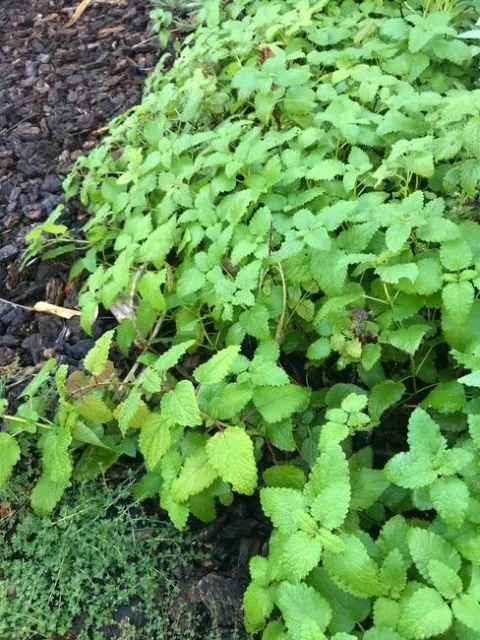 Lemon Balm