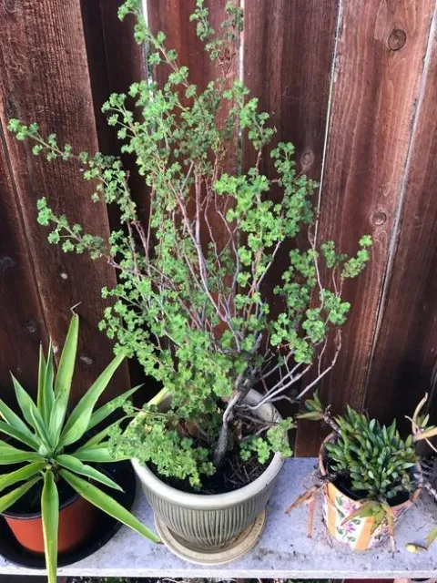 Lemon Scented Geranium
